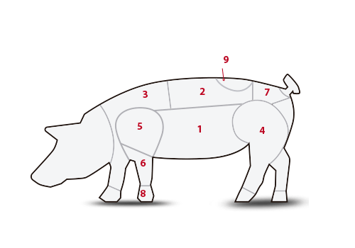 ilustración cortes cerdo